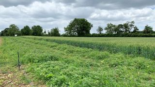 La bande fleurie a été implantée au mois de mars, entre deux parcelles cultivées (blé et maïs pour la campagne en cours). Fin mai, les premières fleurs de sarrasin sont observées. © C. Salmon La bande fleurie a été implantée au mois de mars, entre deux parcelles cultivées (blé et maïs pour la campagne en cours). Fin mai, les premières fleurs de sarrasin sont observées. © C. Salmon